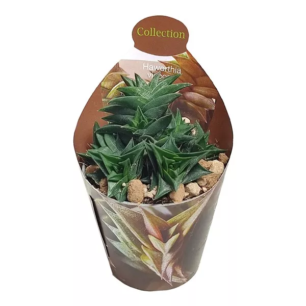 Haworthia (Haworthia viscosa) u tegli Ø 6,5 cm