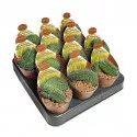 Kaktus (Mammillaria spinosissima un pico cristata) u tegli Ø 6,5 cm