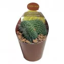 Kaktus (Mammillaria spinosissima un pico cristata) u tegli Ø 6,5 cm