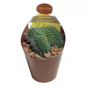 Kaktus (Mammillaria spinosissima un pico cristata) u tegli Ø 6,5 cm