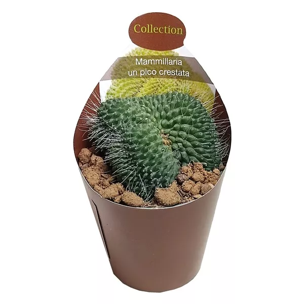 Kaktus (Mammillaria spinosissima un pico cristata) u tegli Ø 6,5 cm