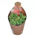 Drvo novca Elegans (Crassula) u tegli Ø 6,5 cm