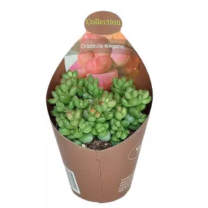 Drvo novca Elegans (Crassula) u tegli Ø 6,5 cm