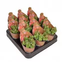Drvo novca Elegans (Crassula) u tegli Ø 6,5 cm
