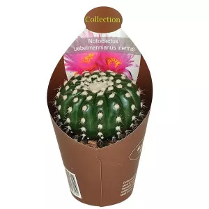 Kaktus (Notocactus uebelmannianus inermis) u tegli Ø 6,5 cm