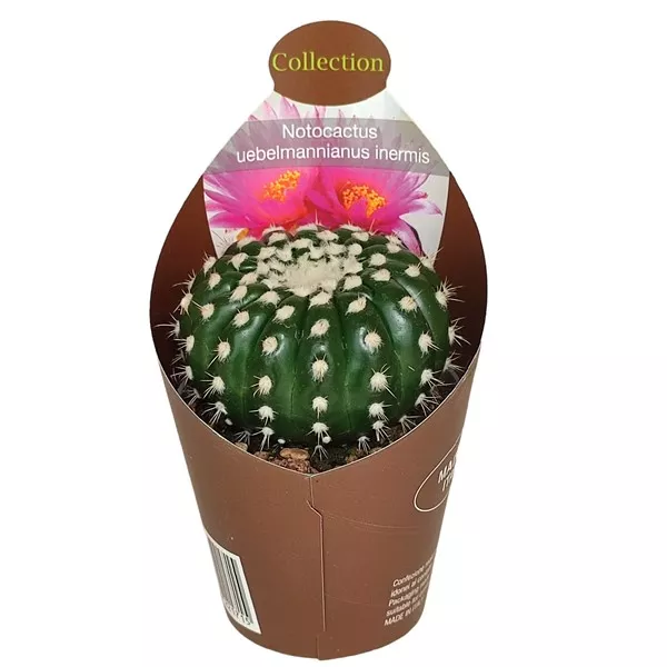 Kaktus (Notocactus uebelmannianus inermis) u tegli Ø 6,5 cm