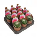 Kaktus (Notocactus uebelmannianus inermis) u tegli Ø 6,5 cm