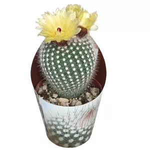 Kaktus Frosty White (Notocactus scopa) u tegli Ø 6,5 cm