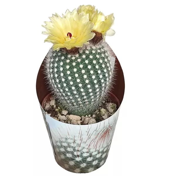 Kaktus Frosty White (Notocactus scopa) u tegli Ø 6,5 cm