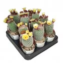 Kaktus Frosty White (Notocactus scopa) u tegli Ø 6,5 cm