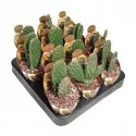 Kaktus (Opuntia consolea rubescens) u tegli Ø 6,5 cm