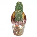 Kaktus (Opuntia consolea rubescens) u tegli Ø 6,5 cm