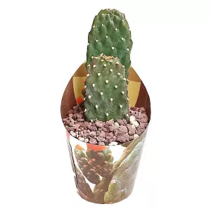 Kaktus (Opuntia consolea rubescens) u tegli Ø 6,5 cm