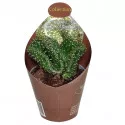 Kaktus (Opuntia cylindrica cristata) u tegli Ø 6,5 cm