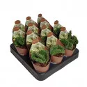 Kaktus (Opuntia cylindrica cristata) u tegli Ø 6,5 cm