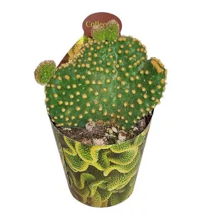 Kaktus (Opuntia microdasys undulata) u tegli Ø 6,5 cm