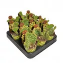 Kaktus (Opuntia microdasys undulata) u tegli Ø 6,5 cm
