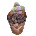 Živi granit Royal Flush (Pleiospilos nelii) u tegli Ø 6,5 cm