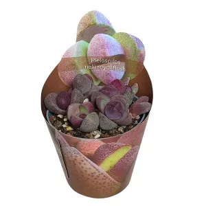 Živi granit Royal Flush (Pleiospilos nelii) u tegli Ø 6,5 cm