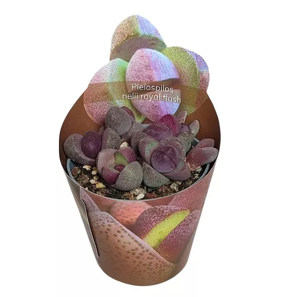 Živi granit Royal Flush (Pleiospilos nelii) u tegli Ø 6,5 cm