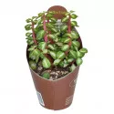 Portulakarija (Portulacaria afra mediopicta) u tegli Ø 6,5 cm