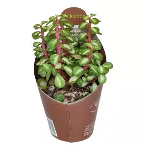 Portulakarija (Portulacaria afra mediopicta) u tegli Ø 6,5 cm