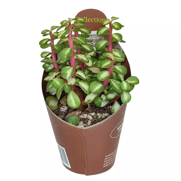 Portulakarija (Portulacaria afra mediopicta) u tegli Ø 6,5 cm
