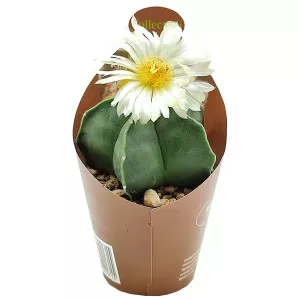 Kaktus (Astrophytum myriostigma nudum) u tegli Ø 6,5 cm