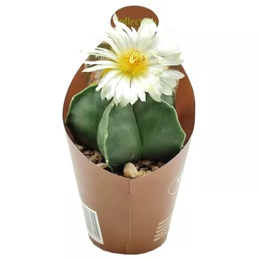 Kaktus (Astrophytum myriostigma nudum) u tegli Ø 6,5 cm