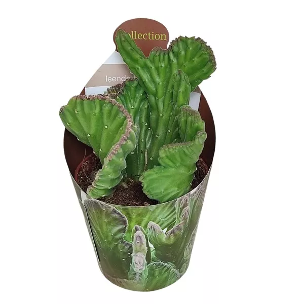 Zvijezda šerifa (Stapelia leendertziae cristata) u tegli Ø 6,5 cm