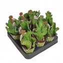 Zvijezda šerifa (Stapelia leendertziae cristata) u tegli Ø 6,5 cm