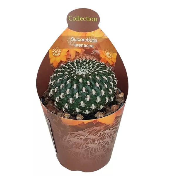 Kaktus (Sulcorebutia arenacea) u tegli Ø 6,5 cm