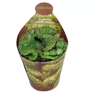 Euphorbia (Euphorbia horrida cristata) u tegli Ø 6,5 cm