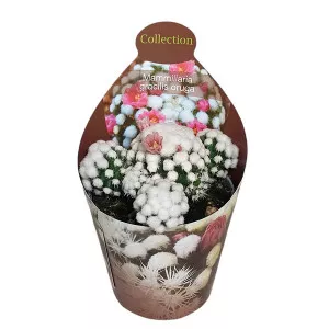 Kaktus (Mammillaria gracilis oruga) u tegli Ø 6,5 cm
