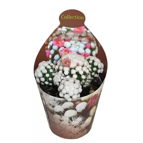 Kaktus (Mammillaria gracilis oruga) u tegli Ø 6,5 cm