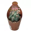 Kaktus (Glandulicactus mathssonii) u tegli Ø 6,5 cm