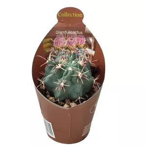 Kaktus (Glandulicactus mathssonii) u tegli Ø 6,5 cm