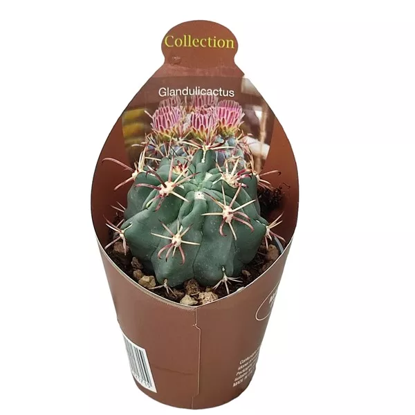 Kaktus (Glandulicactus mathssonii) u tegli Ø 6,5 cm