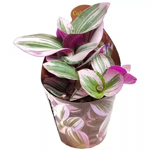 Tradeskancija Nanouk (Tradescantia albiflora) u tegli Ø 6,5 cm