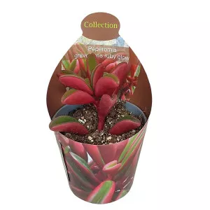 Peperomija Ruby Glow (Peperomia graveolens) u tegli Ø 6,5 cm