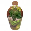 Drvo novca Benjamin (Crassula) u tegli Ø 6,5 cm