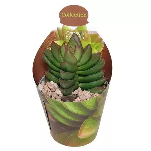 Drvo novca Benjamin (Crassula) u tegli Ø 6,5 cm