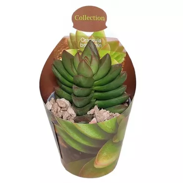 Drvo novca Benjamin (Crassula) u tegli Ø 6,5 cm