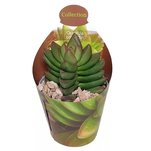 Drvo novca Benjamin (Crassula) u tegli Ø 6,5 cm