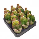 Drvo novca Benjamin (Crassula) u tegli Ø 6,5 cm