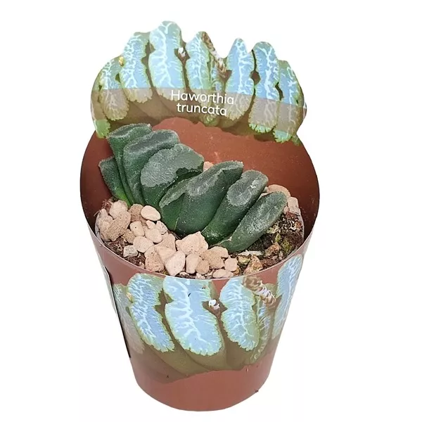 Haworthia (Haworthia truncata) u tegli Ø 6,5 cm