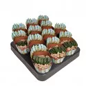 Haworthia (Haworthia truncata) u tegli Ø 6,5 cm