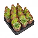 Aeonium (Aeonium floresens) u tegli Ø 6,5 cm