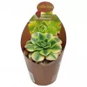 Aeonium (Aeonium floresens) u tegli Ø 6,5 cm