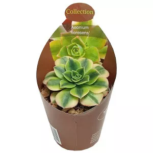 Aeonium (Aeonium floresens) u tegli Ø 6,5 cm